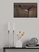 Osprey and fish Poster och Canvastavla
