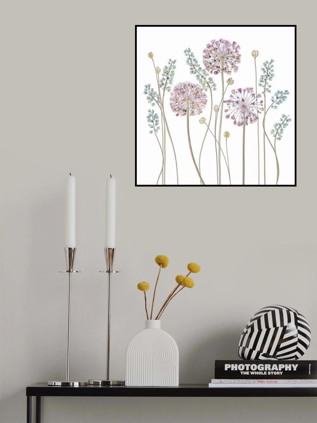 Allium Poster och Canvastavla
