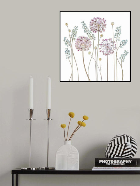 Allium Poster och Canvastavla