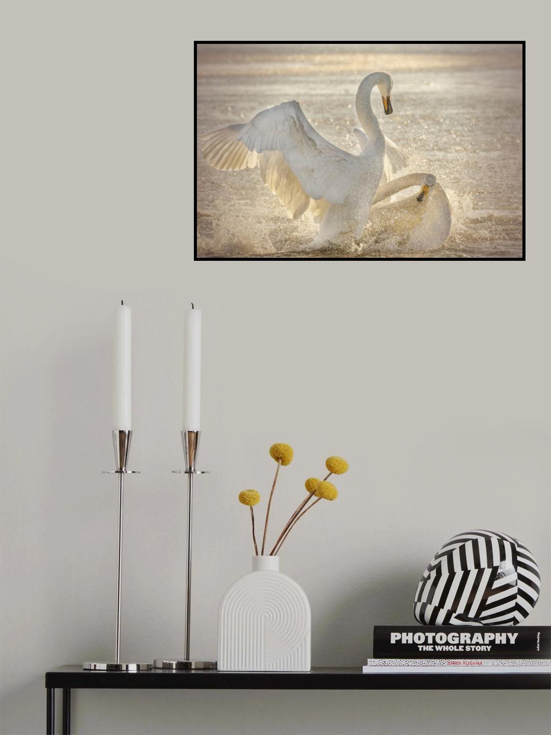 Brutal Swan Fight Poster och Canvastavla