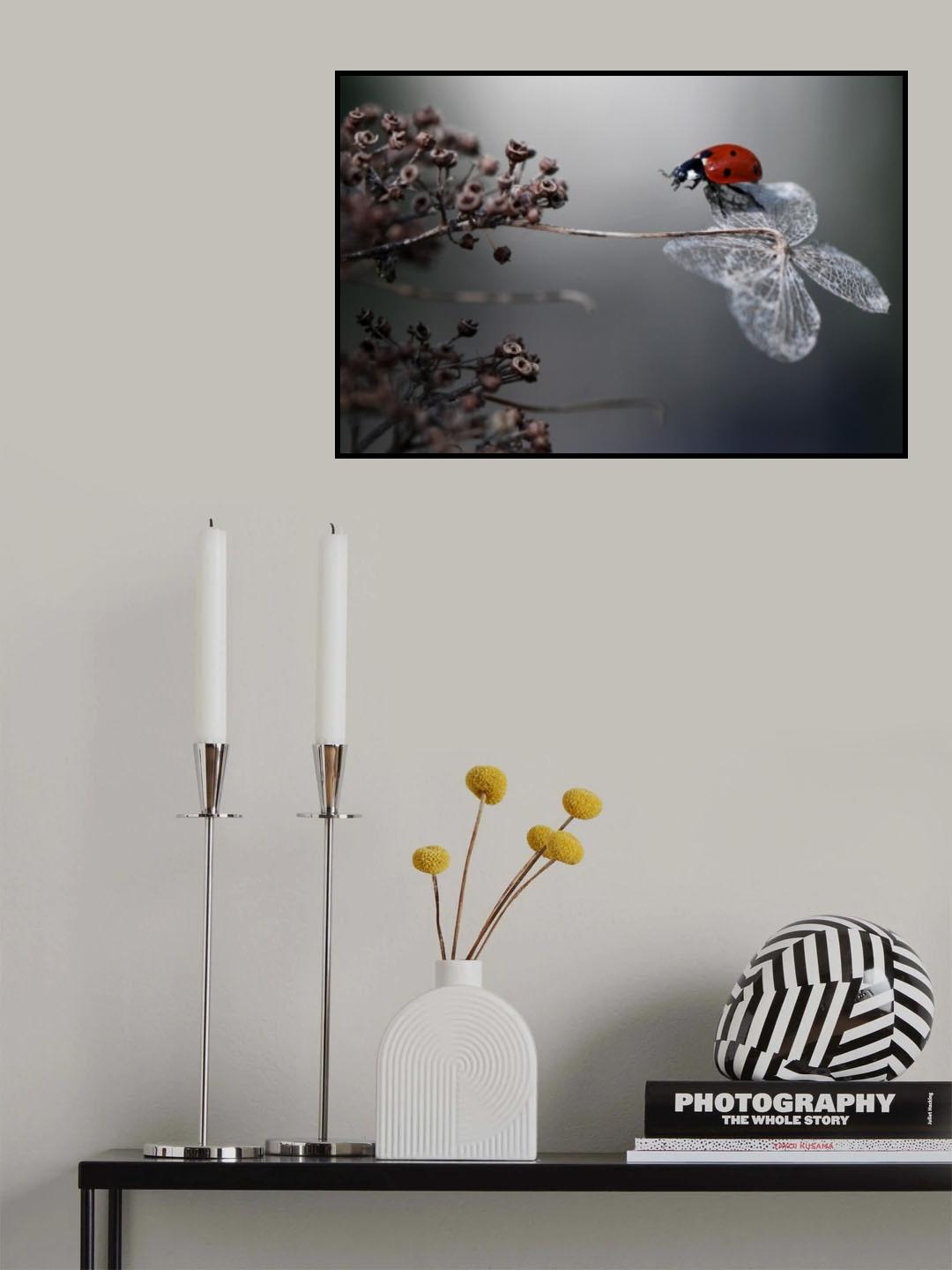 Ladybird on hydrangea. Poster och Canvastavla