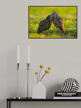 Affection Poster och Canvastavla