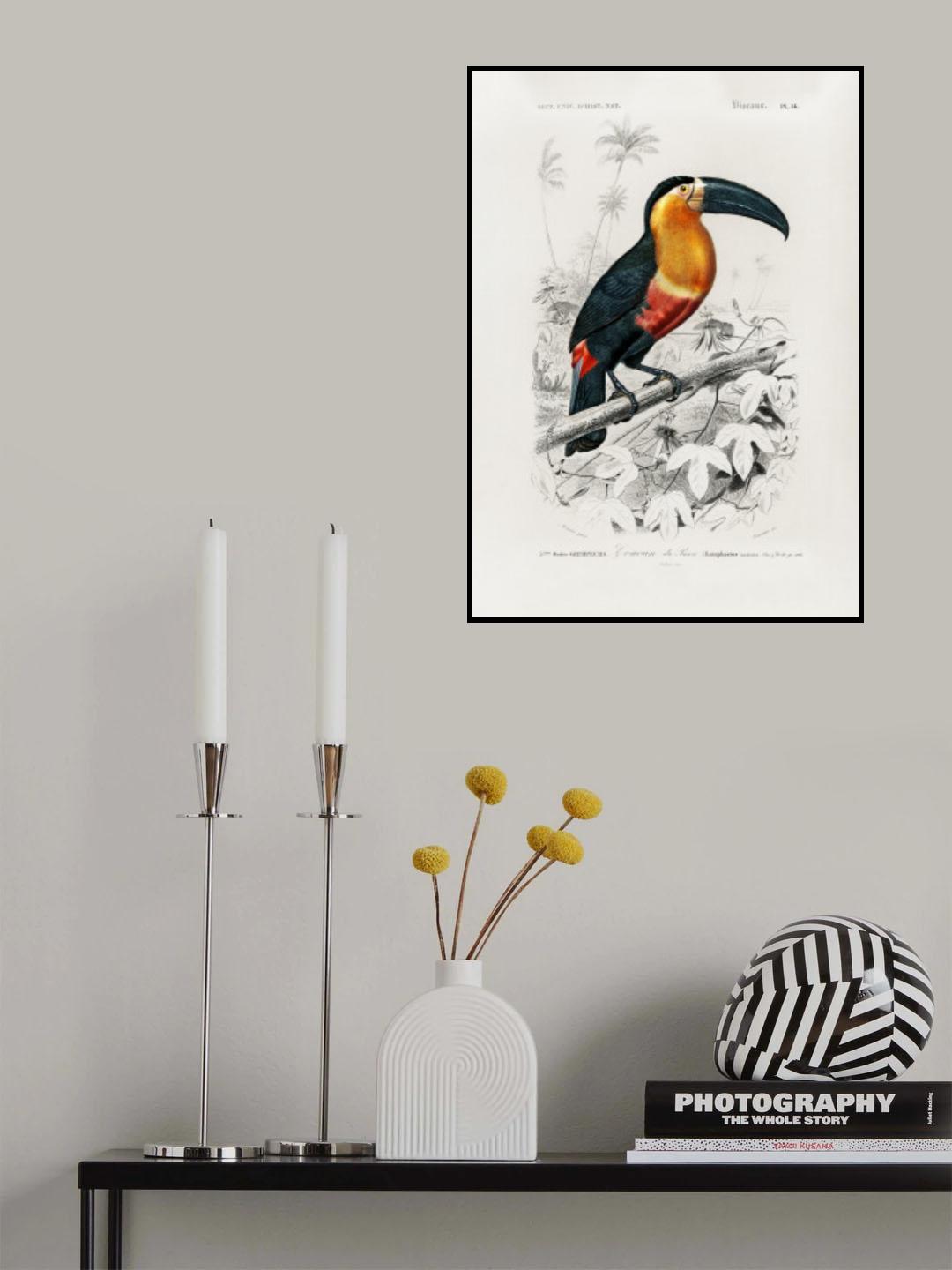 Toucan (ramphastos) Poster och Canvastavla