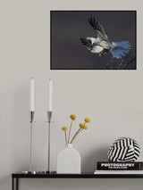White tailed kite Poster och Canvastavla