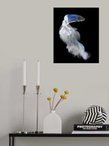 Blue and white bettafish Poster och Canvastavla