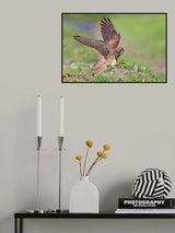 Common Kestrel Poster och Canvastavla