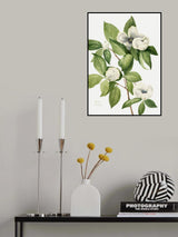 Virginia Stewartia (1925) Poster och Canvastavla