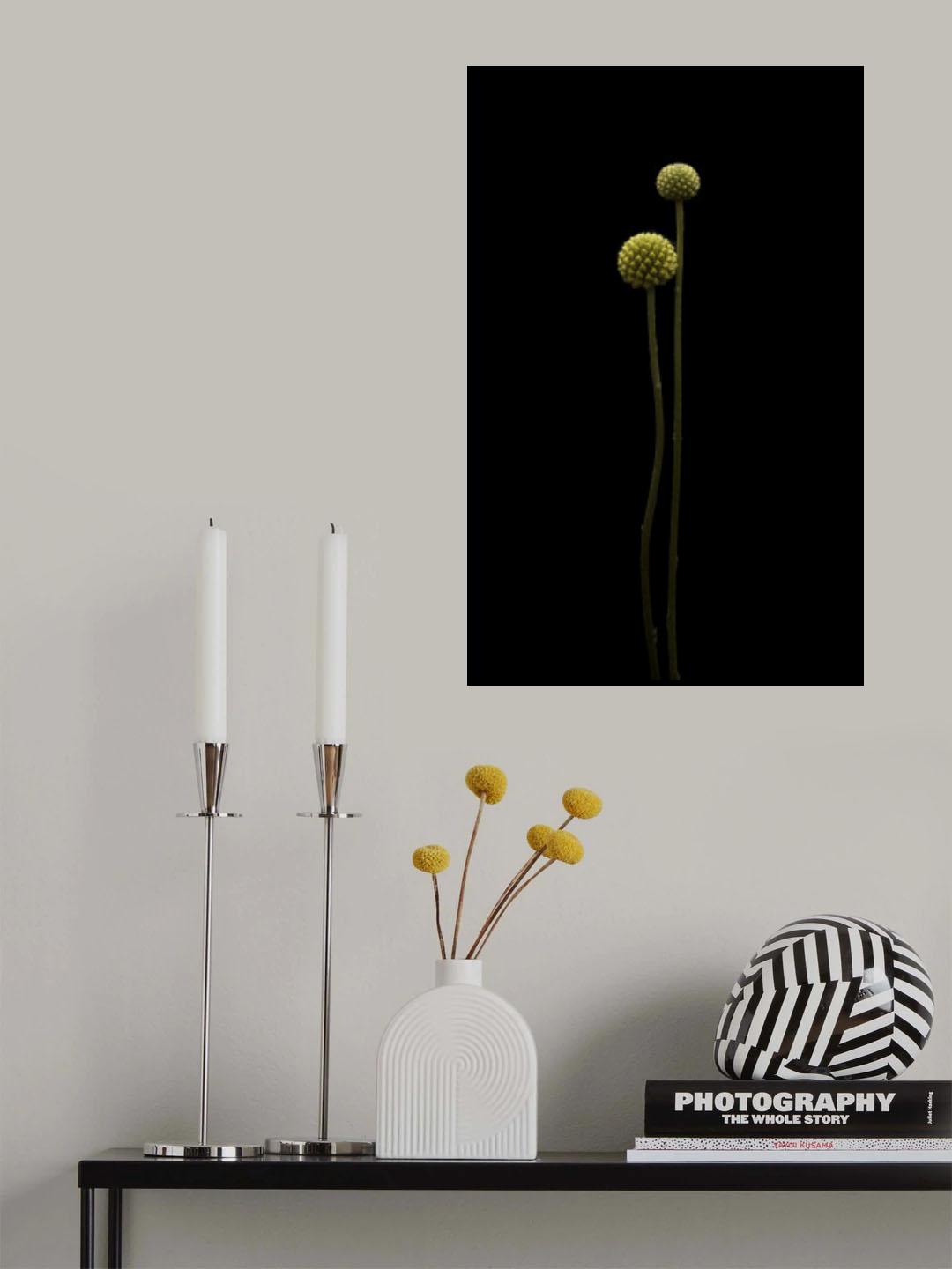Craspedias Poster och Canvastavla