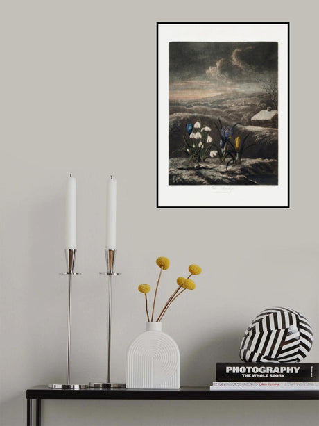 The Snowdrops from The Temple of Flora (1807) Poster och Canvastavla