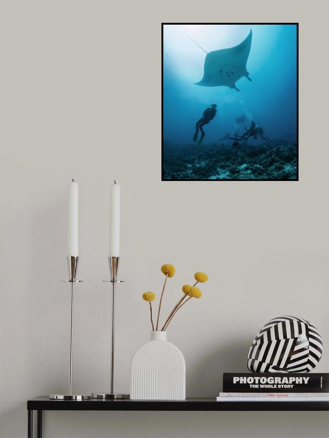 Manta ray Poster och Canvastavla