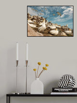 Northern Gannet Colonyedddxd sex ed Poster och Canvastavla