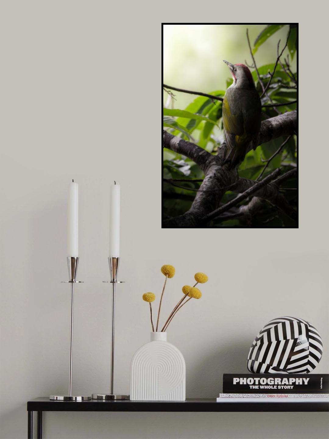 gallantly Poster och Canvastavla