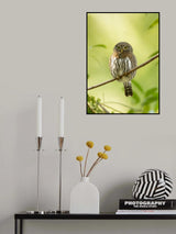 Pygmy Poster och Canvastavla