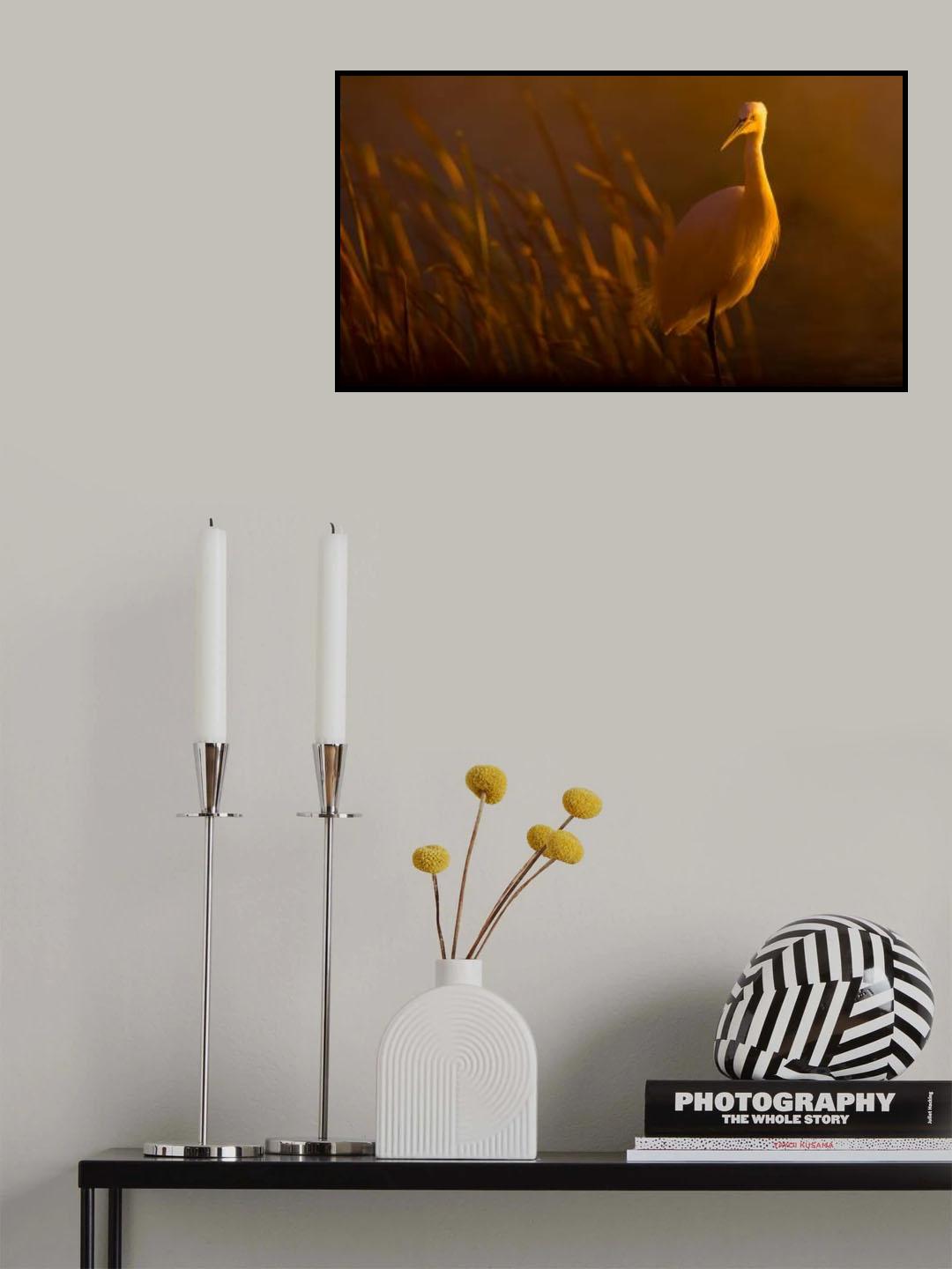 Little egret Poster och Canvastavla