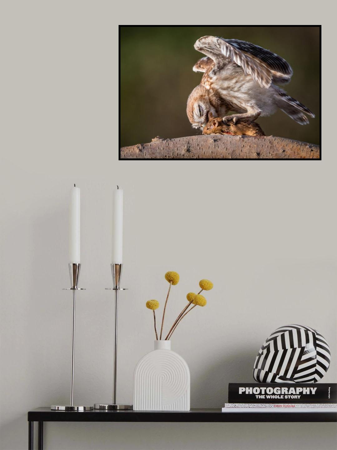 Little Owl Poster och Canvastavla