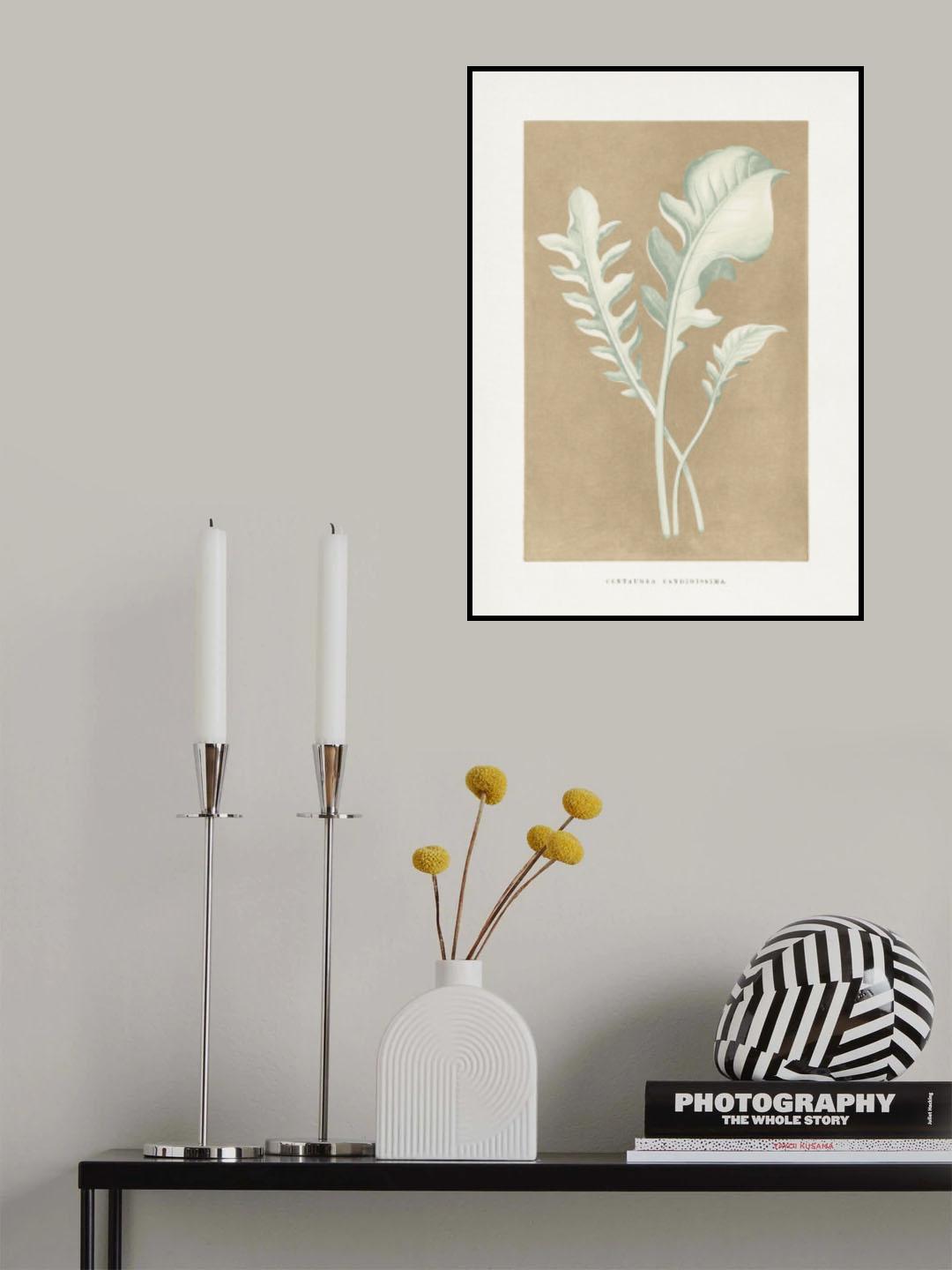 Centaurea Candidissima Leaf Illustration Poster och Canvastavla