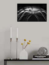 The Spider Poster och Canvastavla
