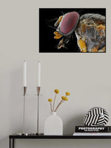 Yellow Fly Poster och Canvastavla