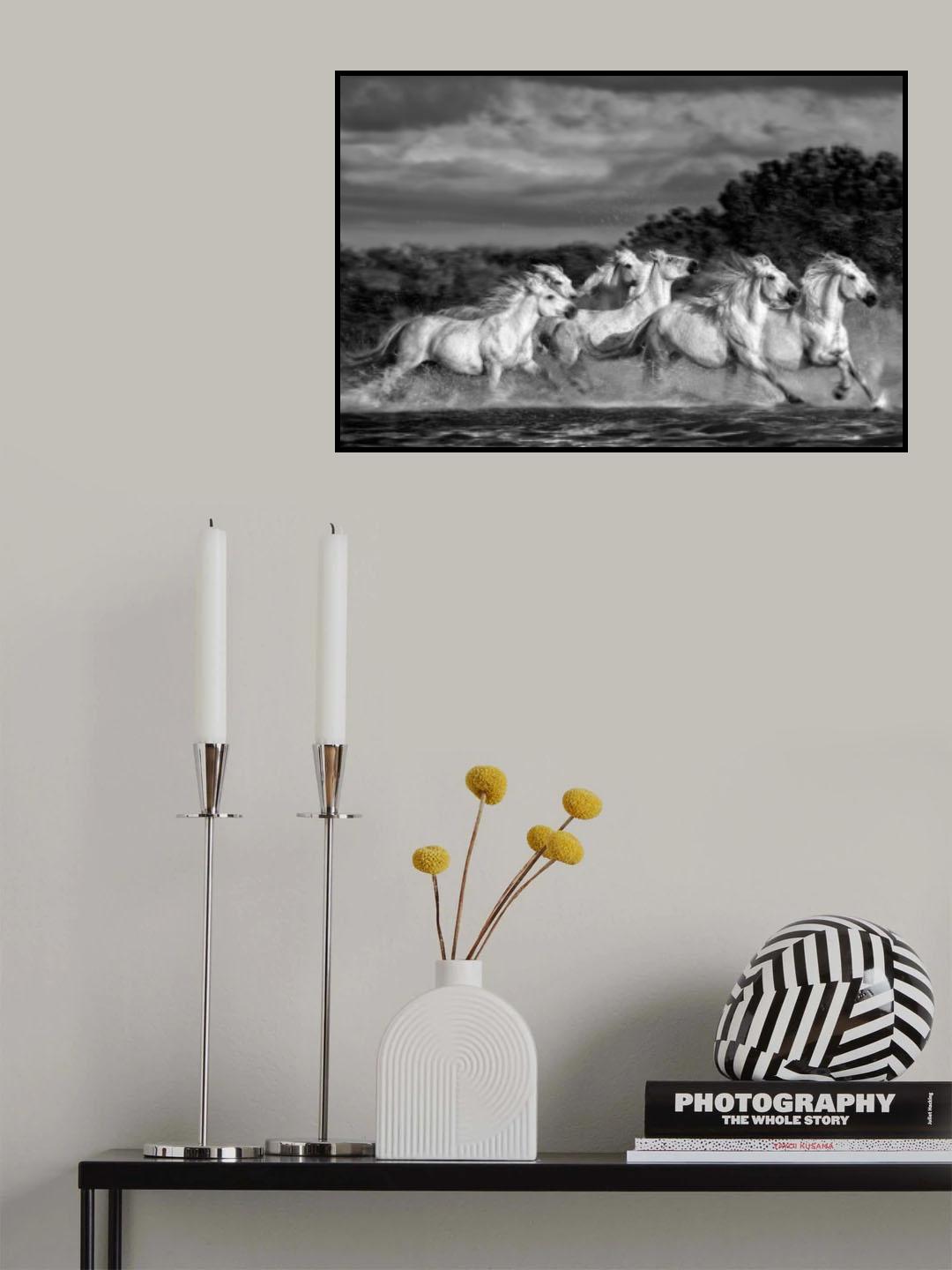 Horses running through the marsh (Monochrome) Poster och Canvastavla