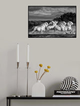 Horses running through the marsh (Monochrome) Poster och Canvastavla