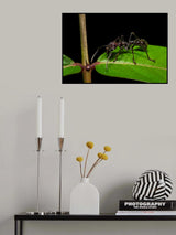 Paraponera clavata Poster och Canvastavla