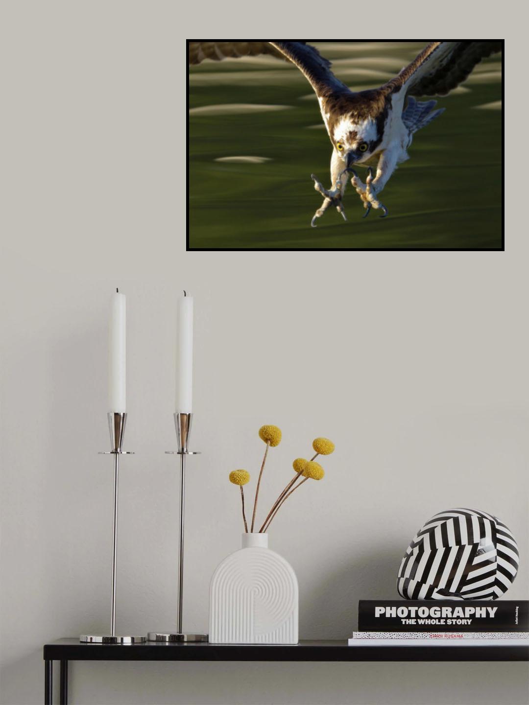 Osprey in action... Poster och Canvastavla