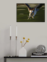 Osprey in action... Poster och Canvastavla