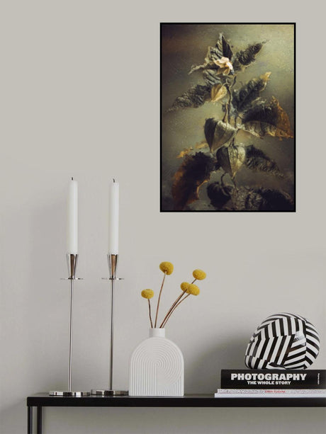 Physalis Poster och Canvastavla