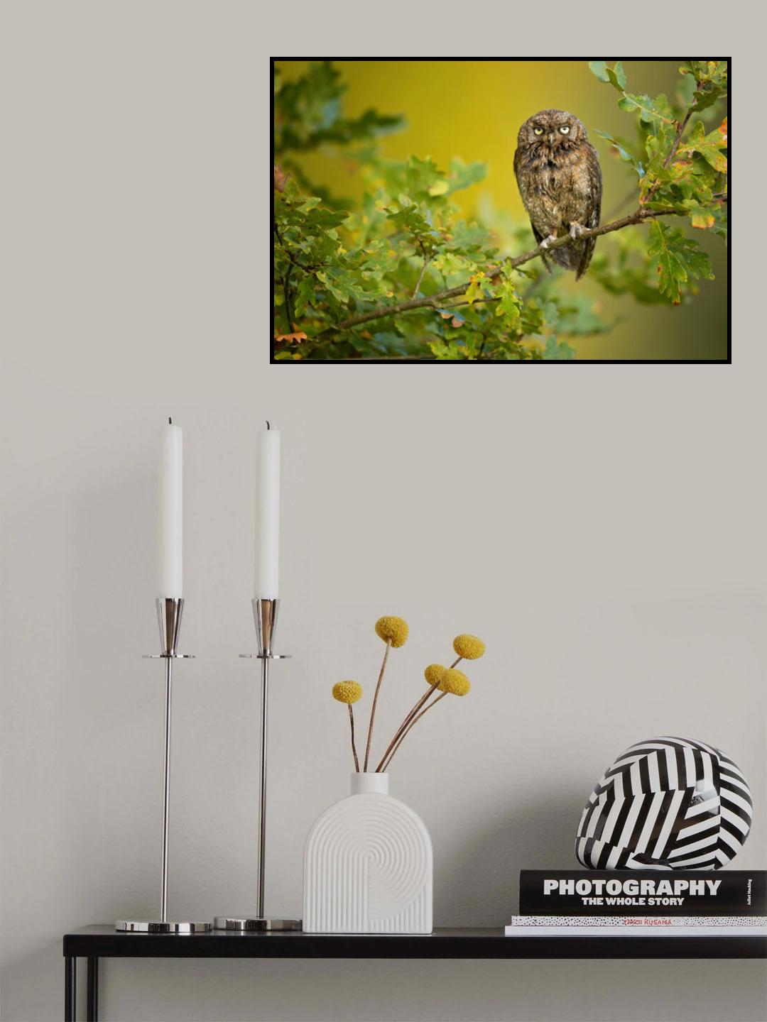 Eurasian Scops Owl Poster och Canvastavla