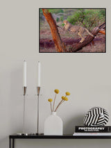 The Climber Poster och Canvastavla