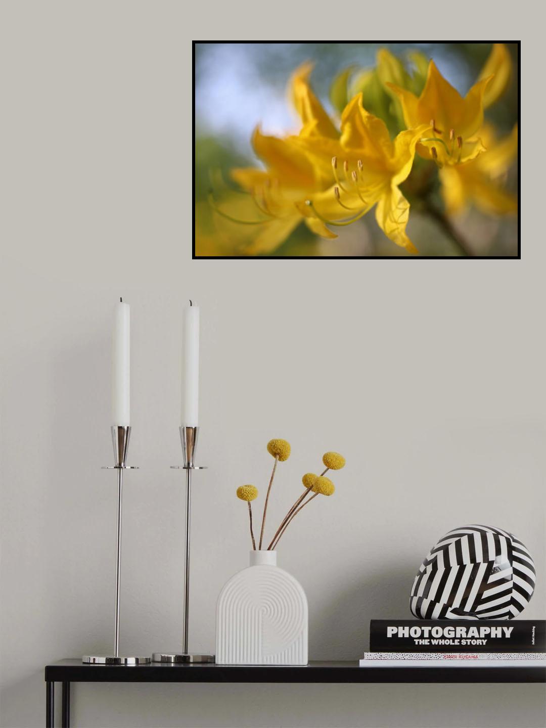 Pontische azalea Poster och Canvastavla