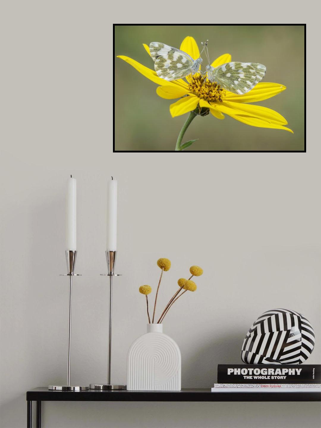 Pontia Edusa Poster och Canvastavla