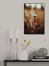 Blue Corn Flowers No 3 Poster och Canvastavla