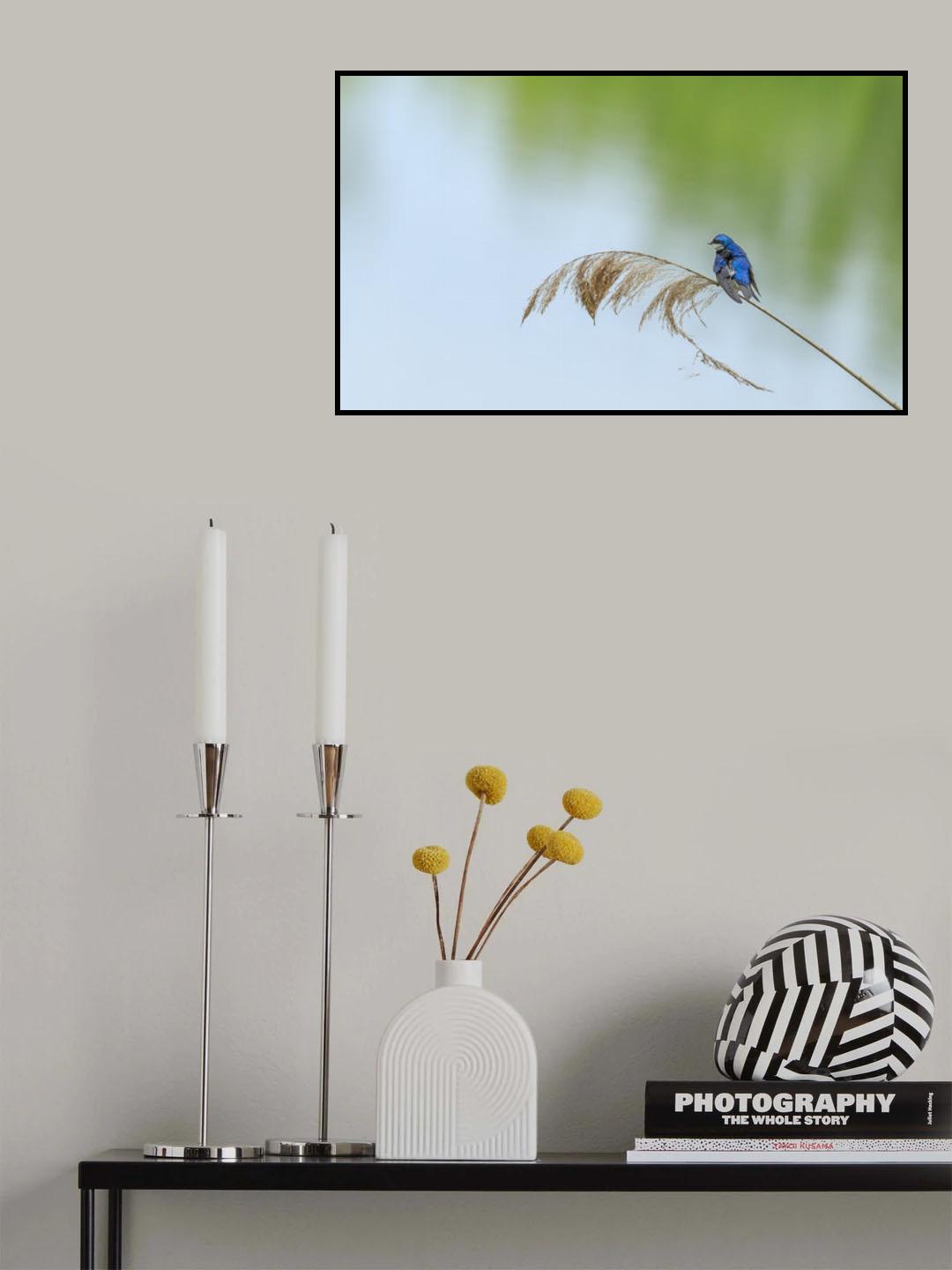 face to the wind Poster och Canvastavla