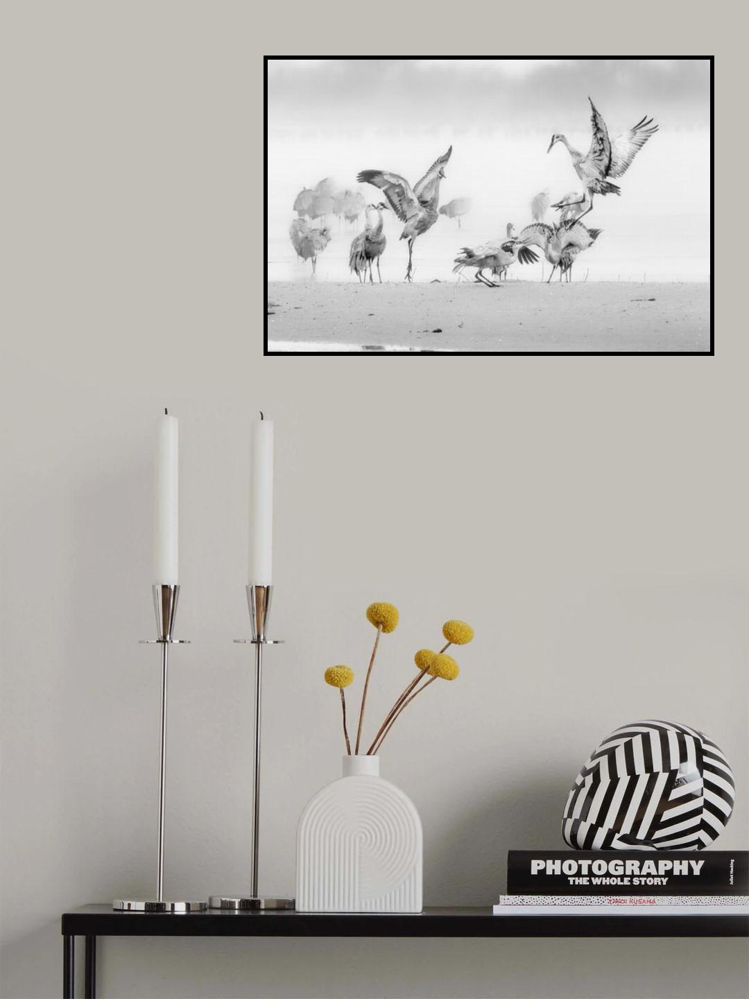 Sandhill Cranes in Morning Poster och Canvastavla