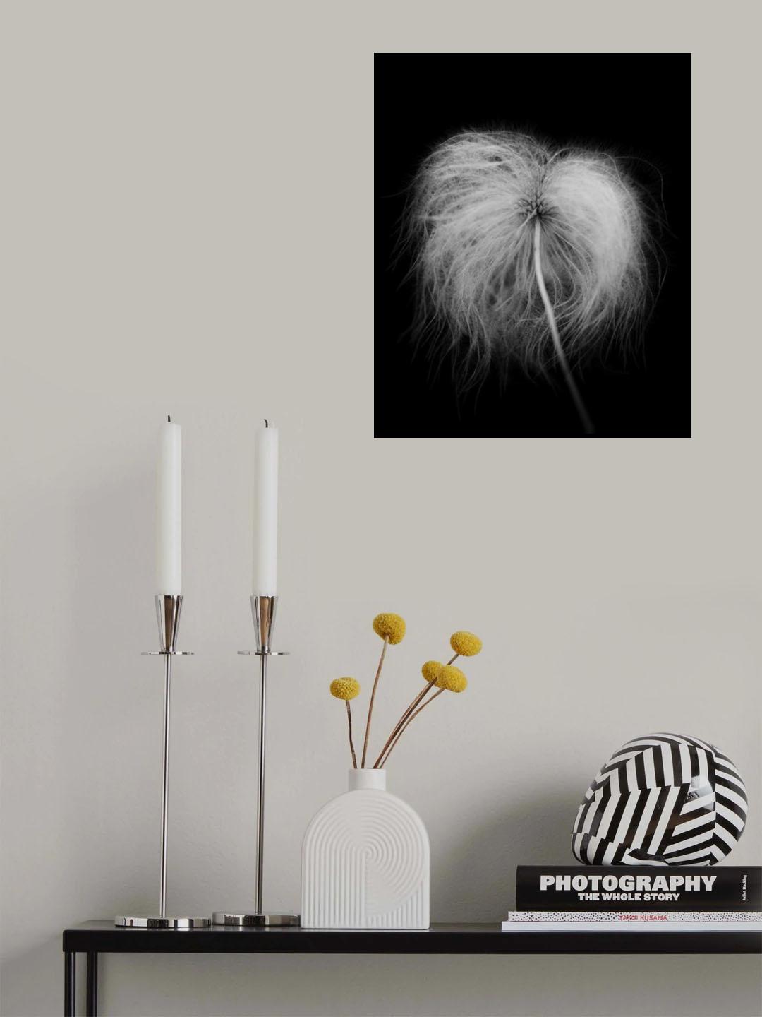 Fluffy seed head Poster och Canvastavla