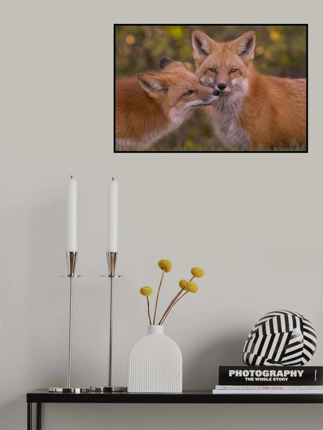 Red Fox Poster och Canvastavla
