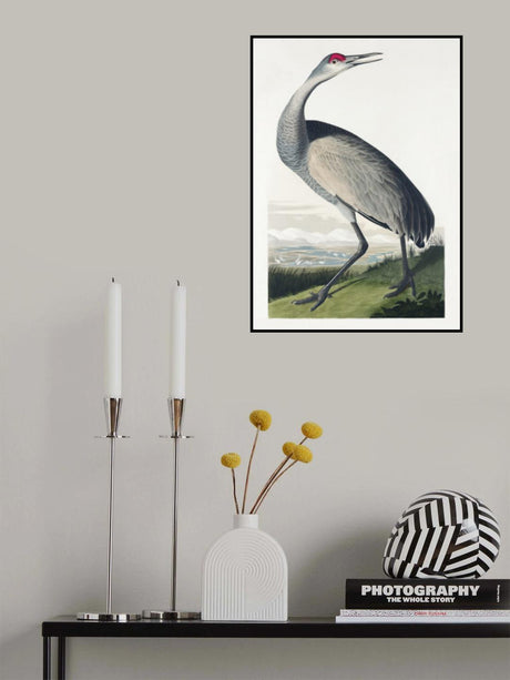 Hooping Crane From Birds of America (1827) Poster och Canvastavla