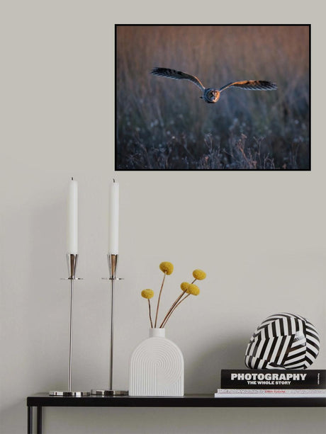 Long-eared owl Poster och Canvastavla
