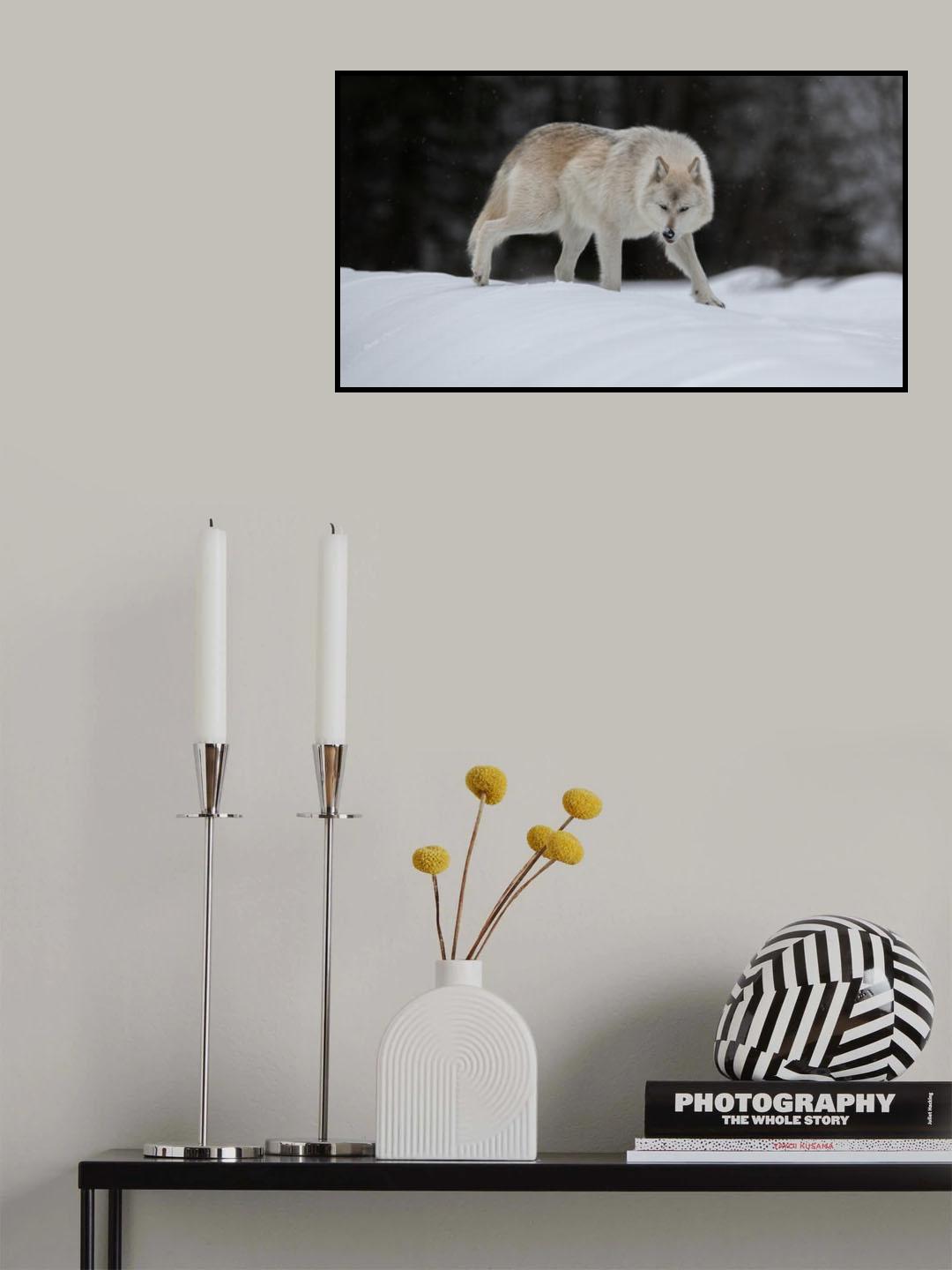 Gray Wolf Poster och Canvastavla