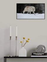 Gray Wolf Poster och Canvastavla