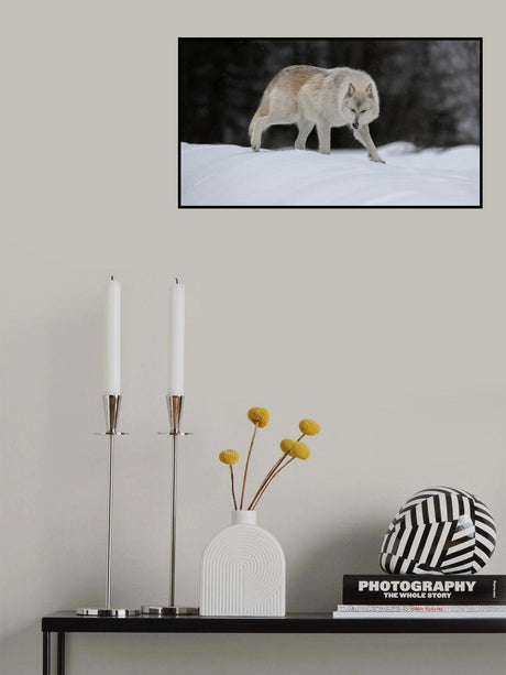 Gray Wolf Poster och Canvastavla