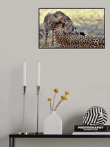 The lick Poster och Canvastavla