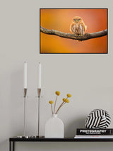Ferruginous pygmy owl Poster och Canvastavla