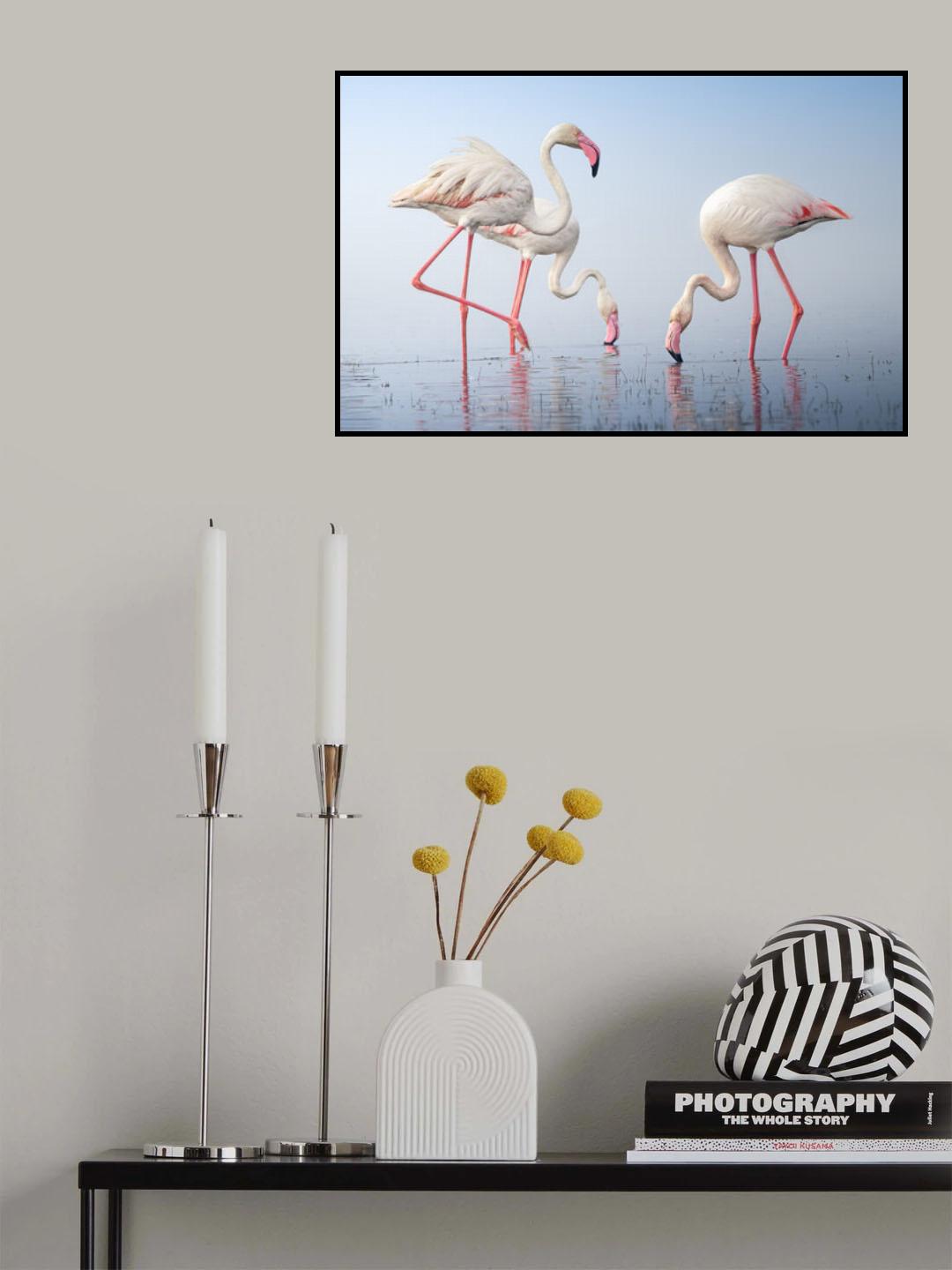 Greater Flamingos Poster och Canvastavla