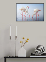 Greater Flamingos Poster och Canvastavla