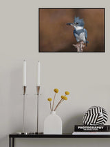 Belted Kingfisher Poster och Canvastavla