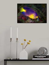 Blue Mauritius angelfish Poster och Canvastavla