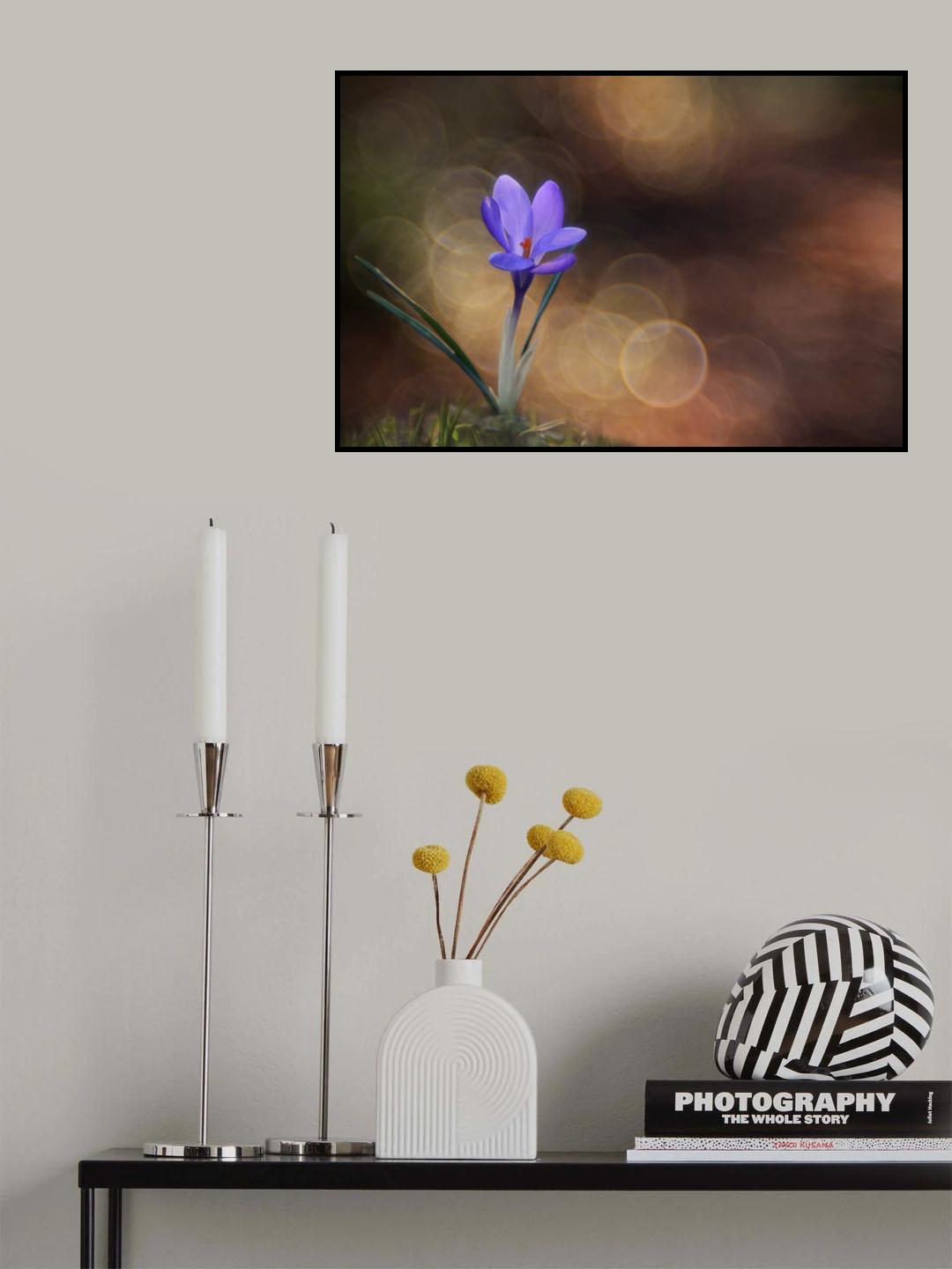 Crocus Poster och Canvastavla