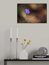 Crocus Poster och Canvastavla